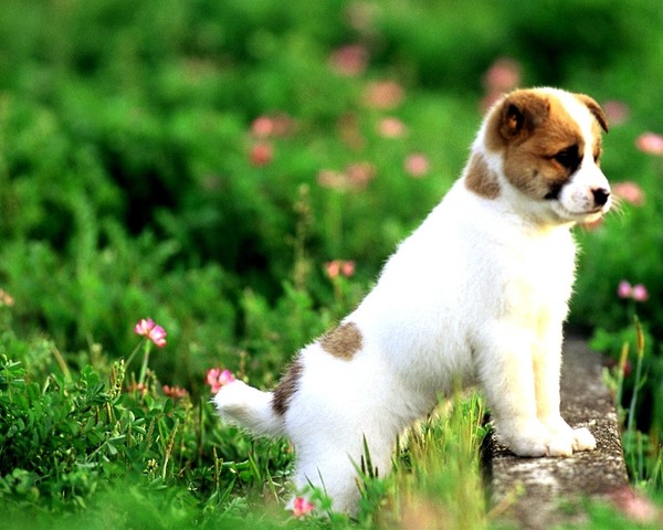 ANIMOUS CHIEN ET CHA 2