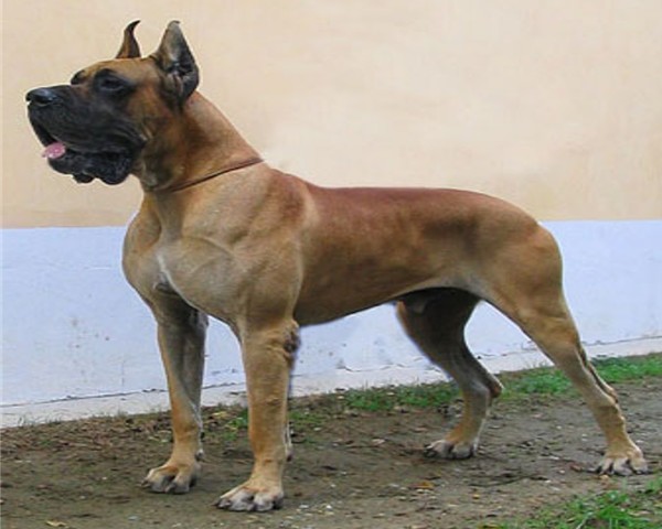 ANIMOUS CHIEN ET CHA 2